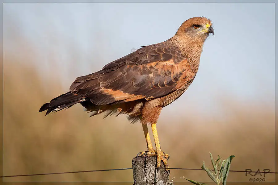 草原鸡鵟(Buteogallus meridionalis)