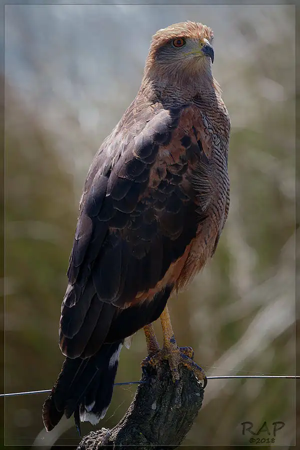 草原鸡鵟(Buteogallus meridionalis)