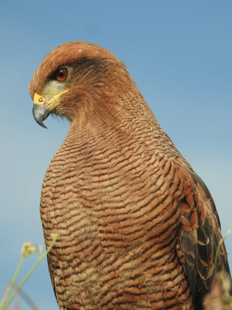 草原鸡鵟(Buteogallus meridionalis)