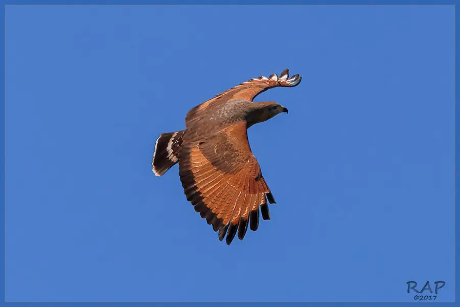 草原鸡鵟(Buteogallus meridionalis)