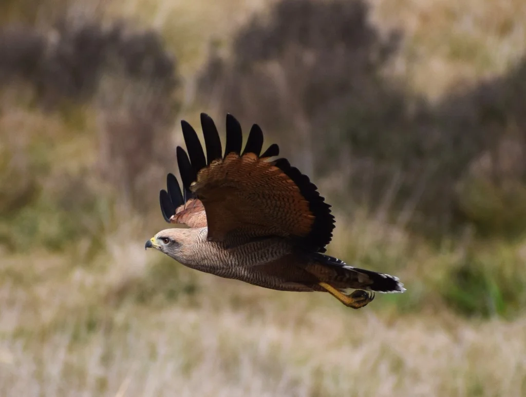 草原鸡鵟(Buteogallus meridionalis)