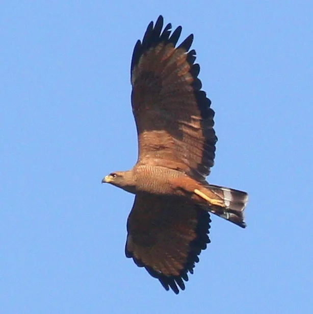 草原鸡鵟(Buteogallus meridionalis)