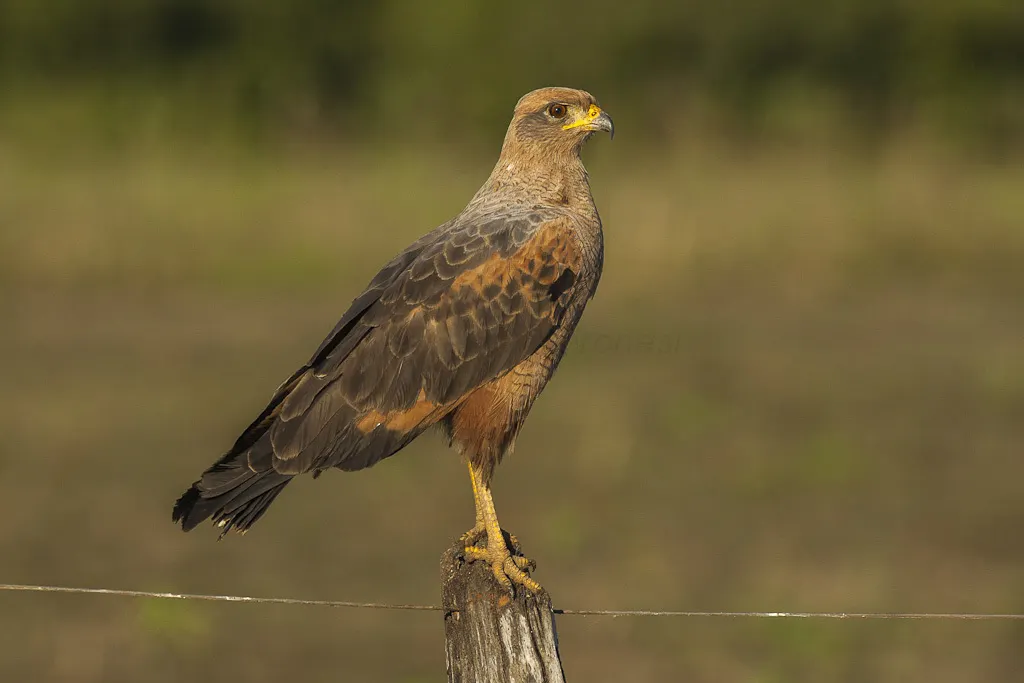 草原鸡鵟(Buteogallus meridionalis)