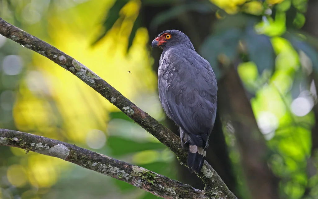 青灰南美鵟(Buteogallus schistaceus)