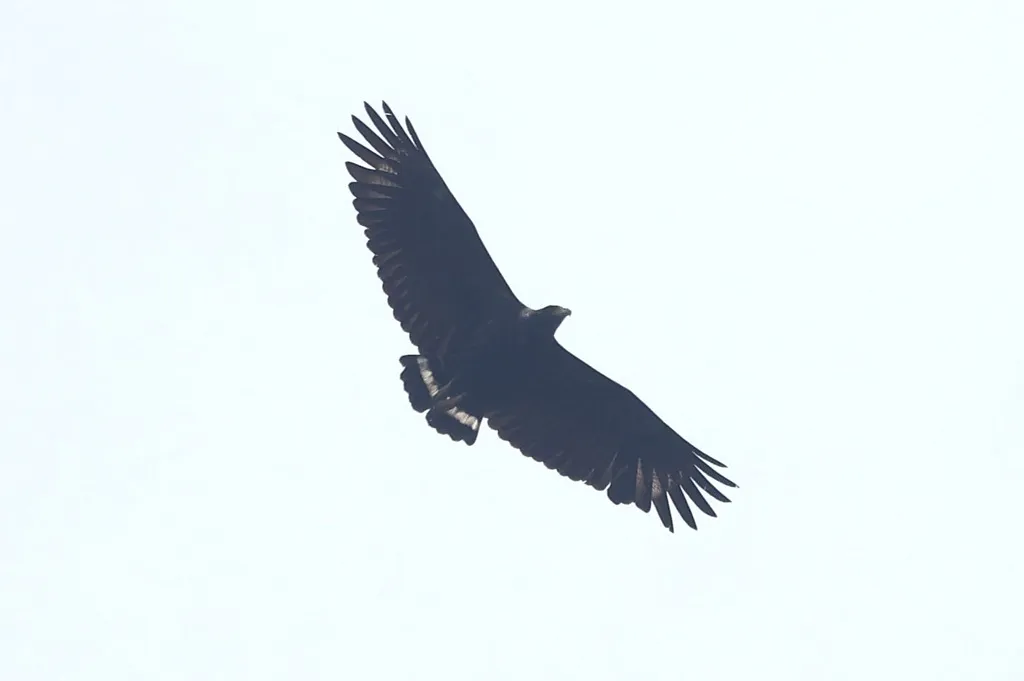 孤冕雕(Buteogallus solitarius)