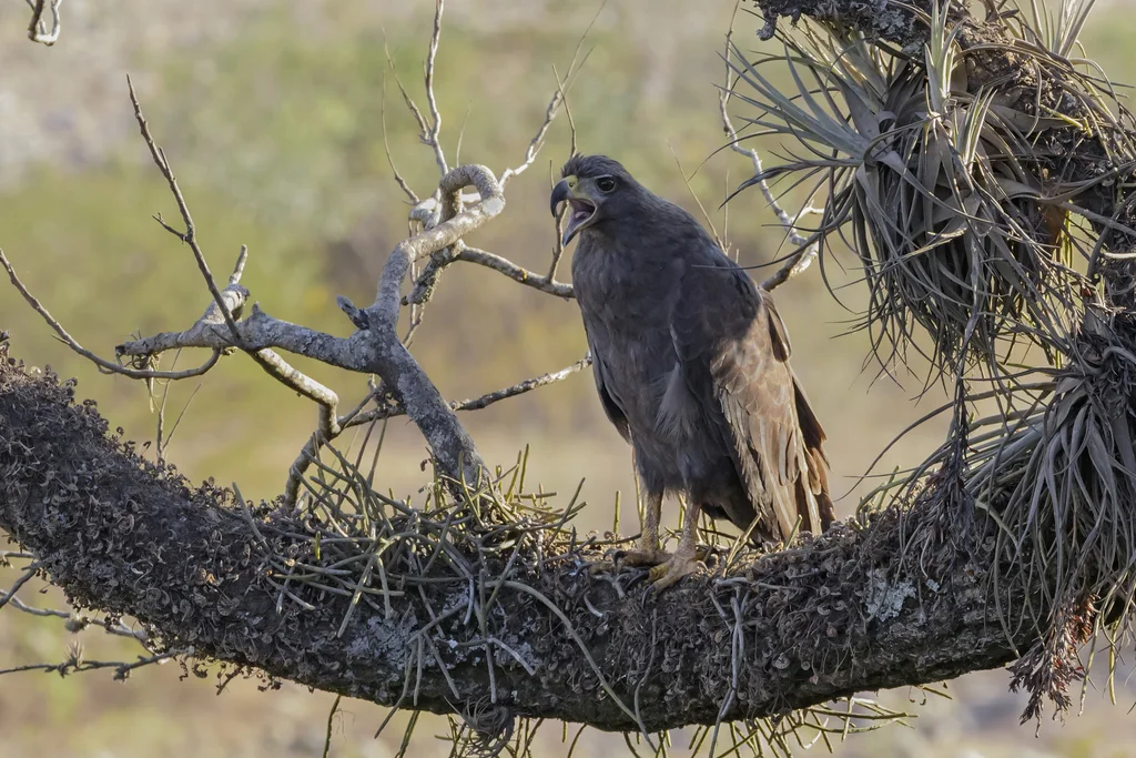 孤冕雕(Buteogallus solitarius)