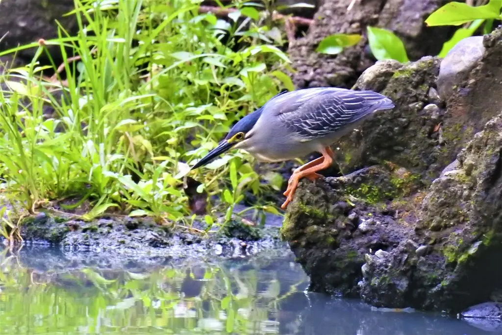 绿鹭(Butorides atricapilla)