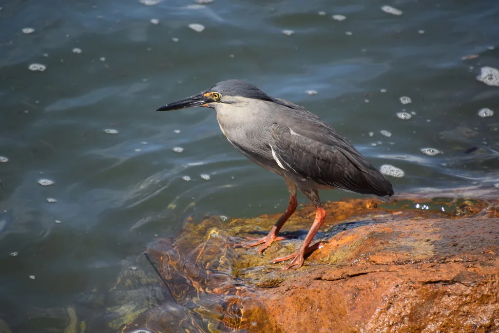 绿鹭(Butorides atricapilla)
