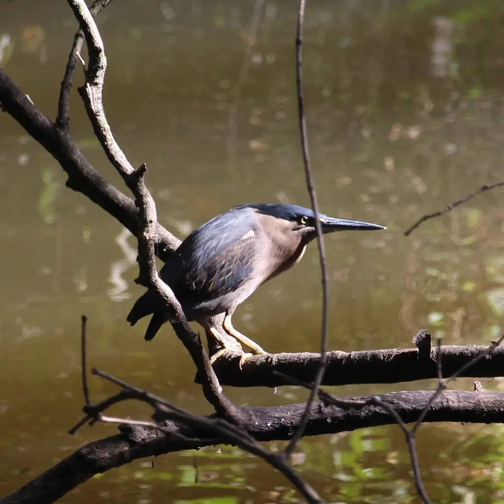 绿鹭(Butorides atricapilla)