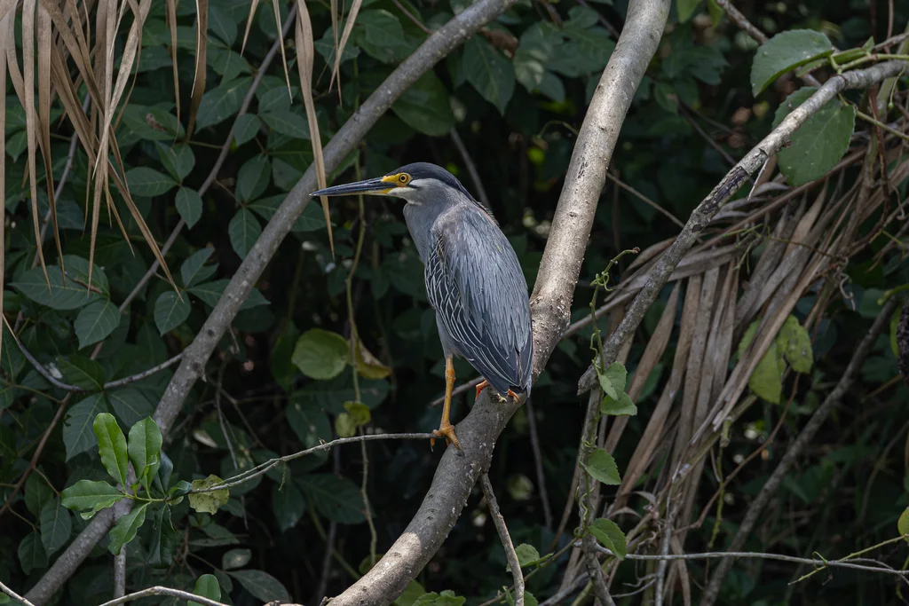 绿鹭(Butorides atricapilla)