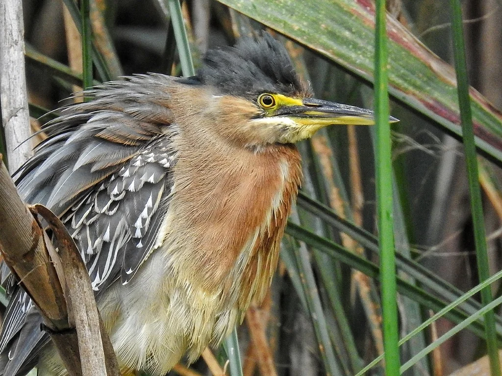 南美绿鹭(Butorides striata)