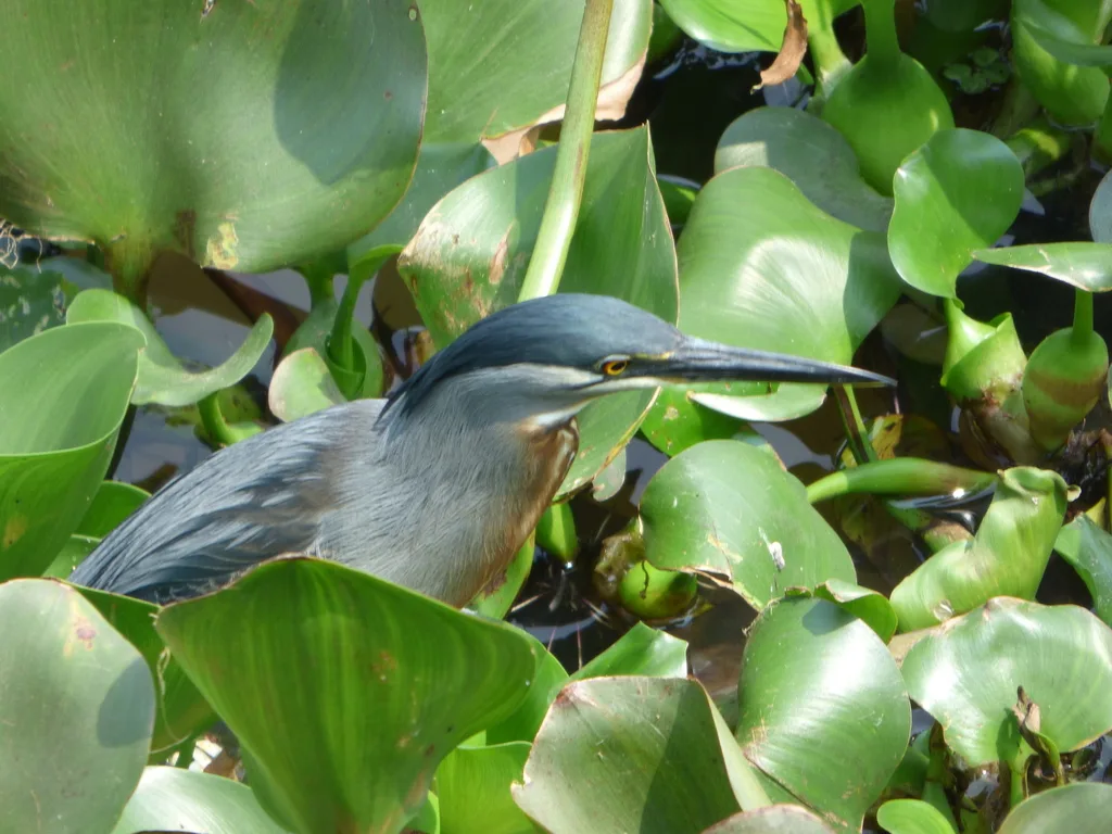 南美绿鹭(Butorides striata)