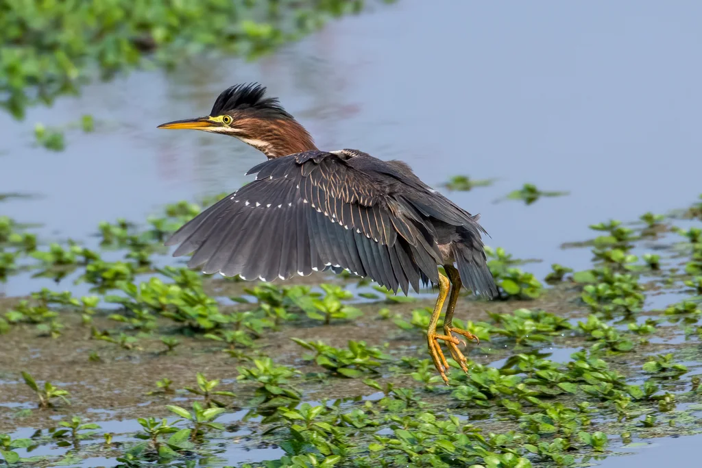 北美绿鹭(Butorides virescens)