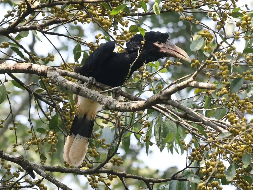 白腿噪犀鸟(Bycanistes albotibialis)