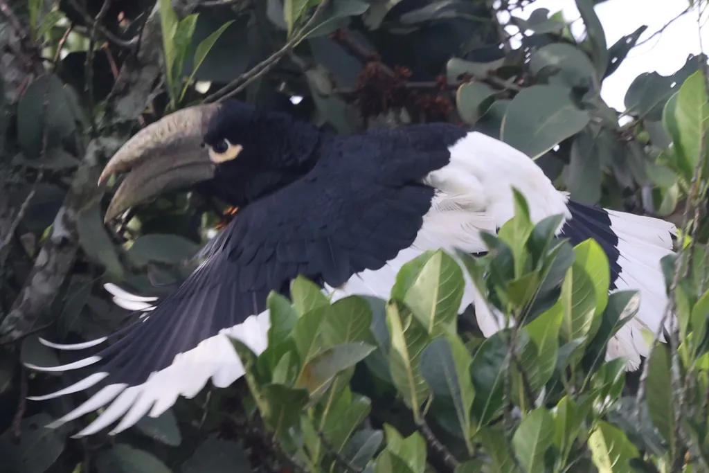 白腿噪犀鸟(Bycanistes albotibialis)