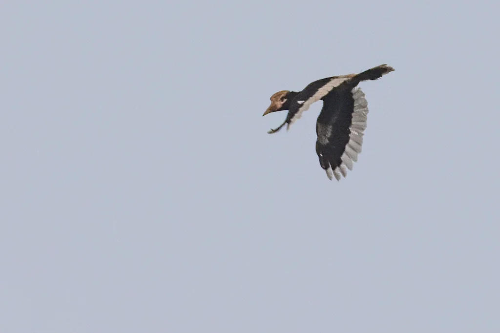 褐颊噪犀鸟(Bycanistes cylindricus)