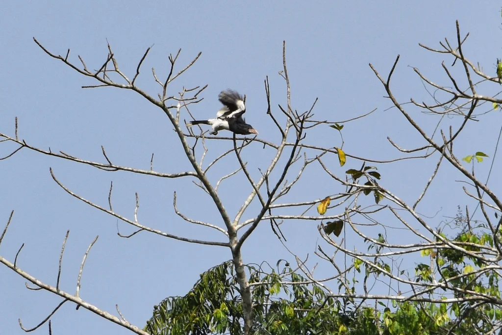 褐颊噪犀鸟(Bycanistes cylindricus)