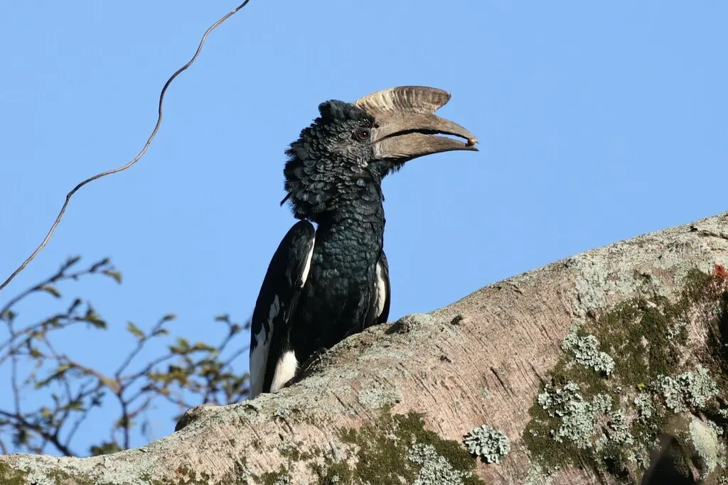黑白噪犀鸟(Bycanistes subcylindricus)