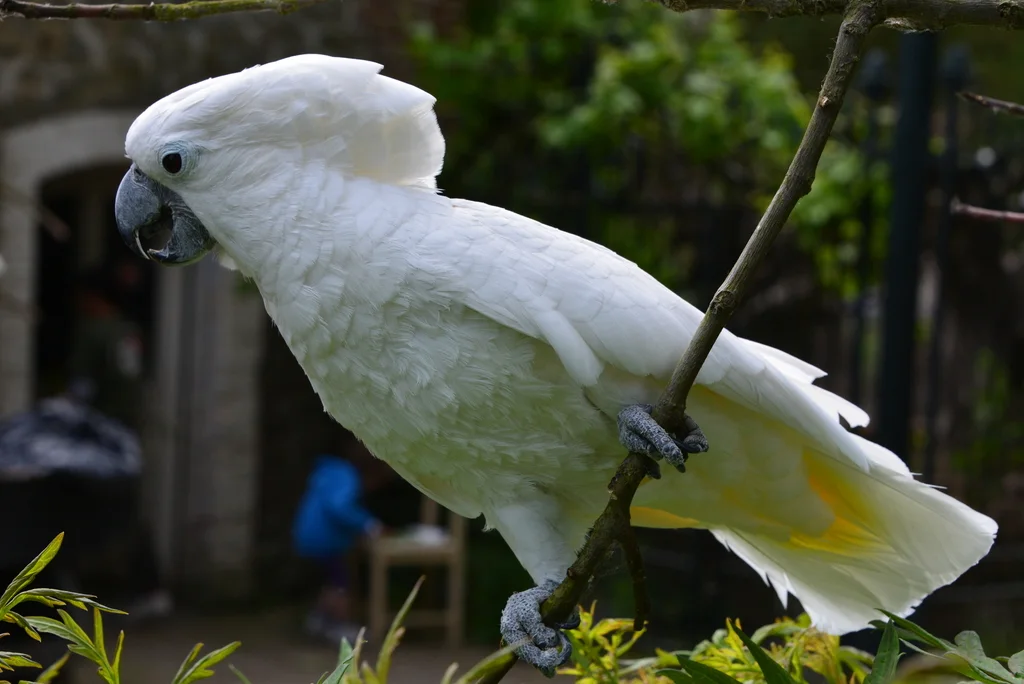 白凤头鹦鹉(Cacatua alba)