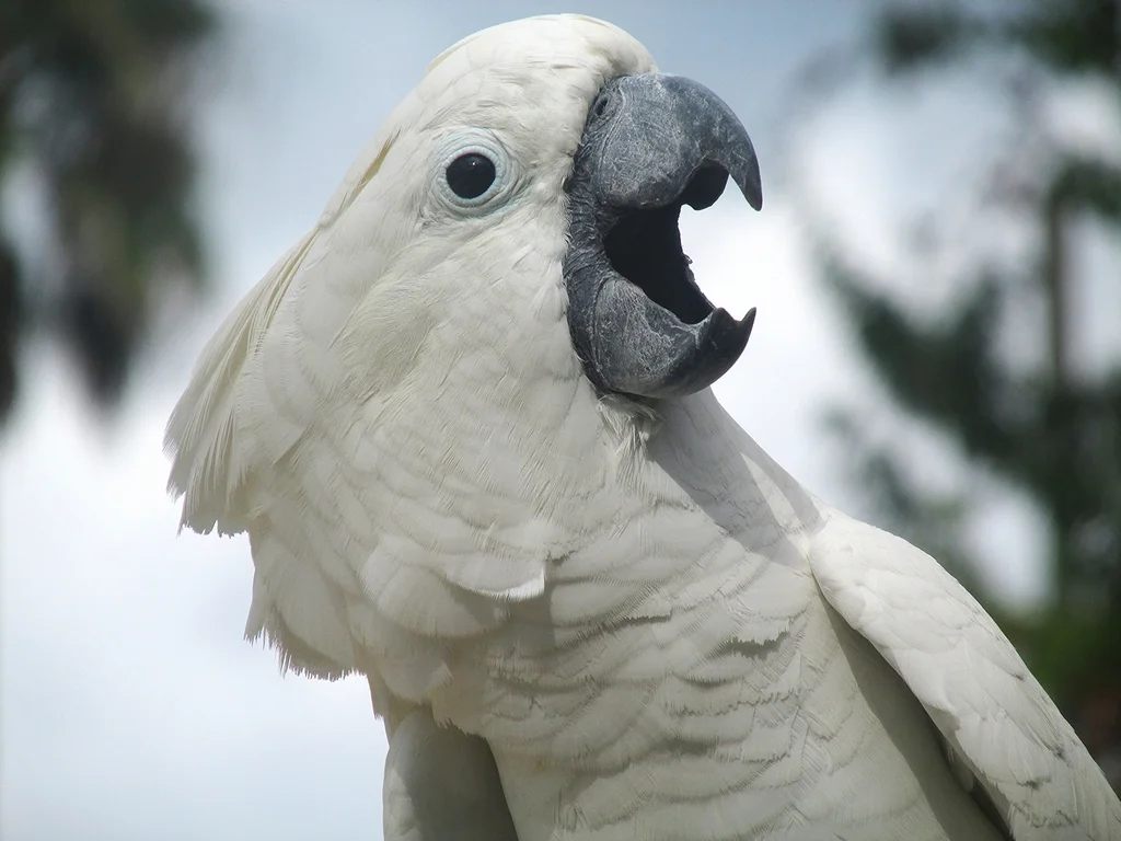 白凤头鹦鹉(Cacatua alba)