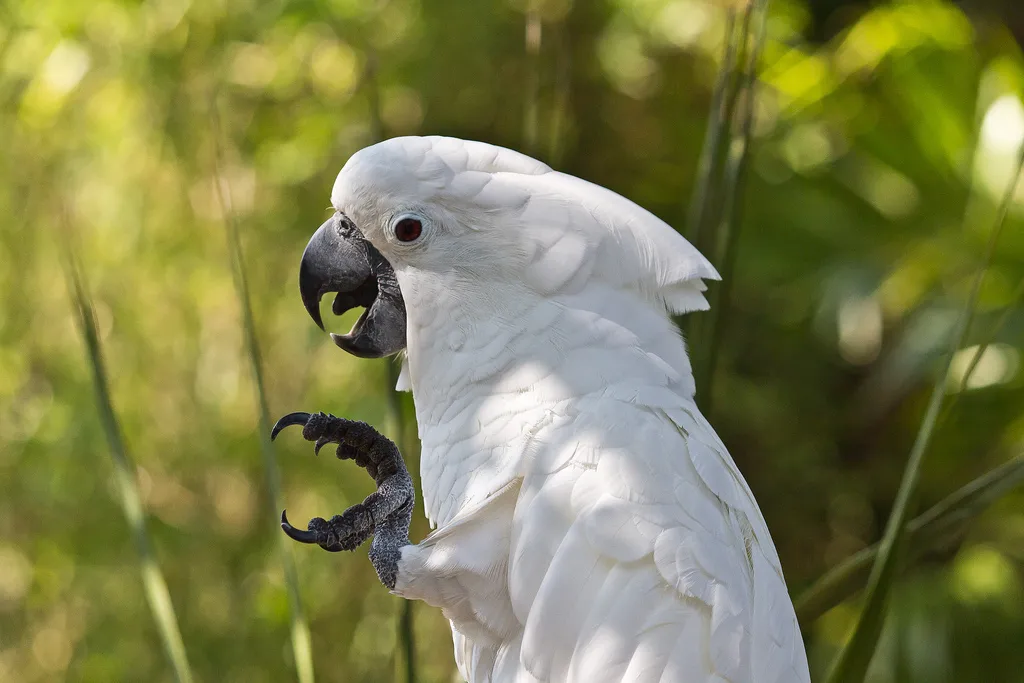 白凤头鹦鹉(Cacatua alba)