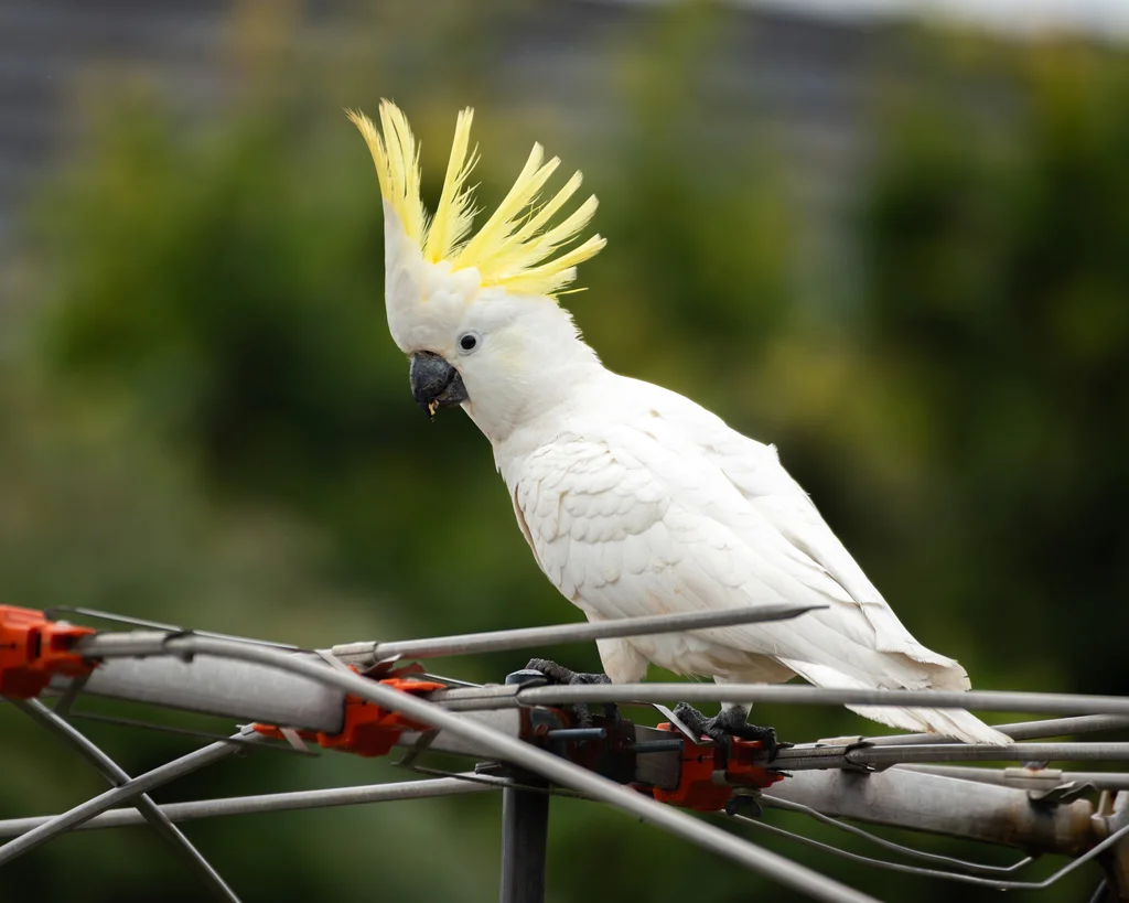 葵花鹦鹉(Cacatua galerita)