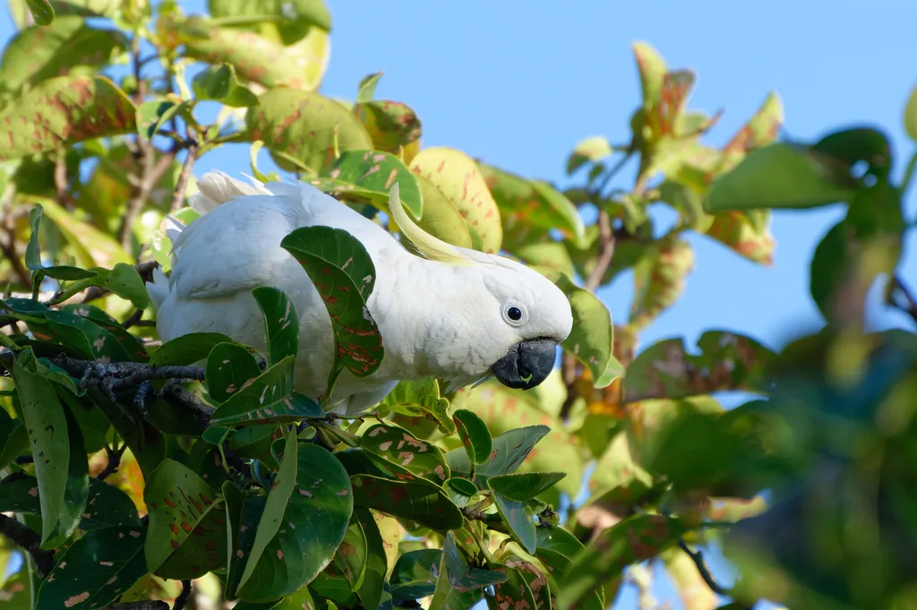 葵花鹦鹉(Cacatua galerita)