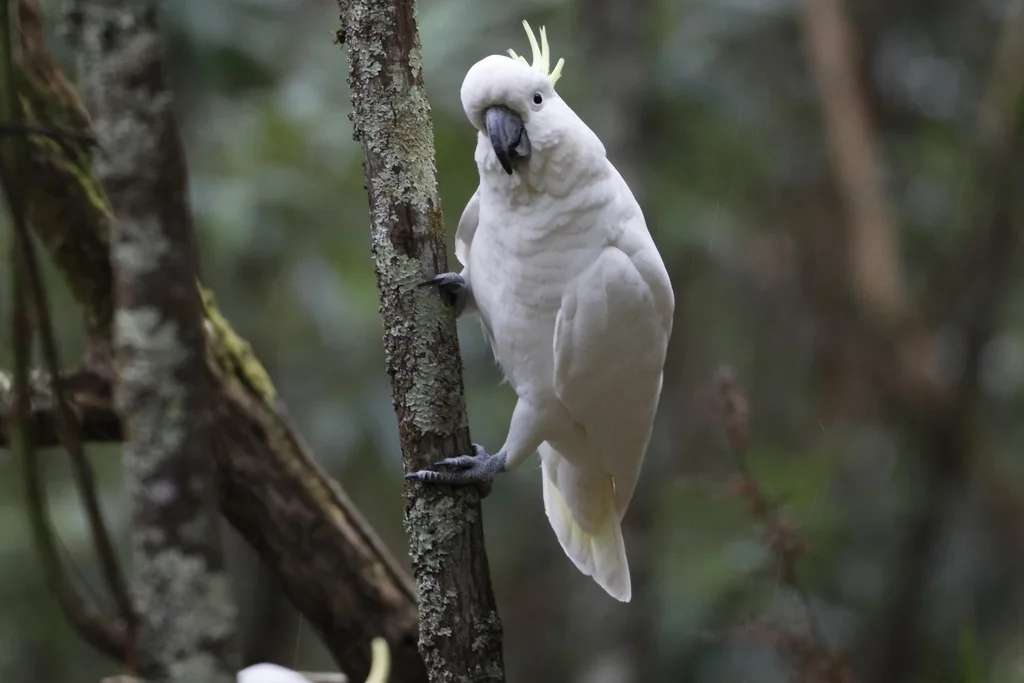 葵花鹦鹉(Cacatua galerita)
