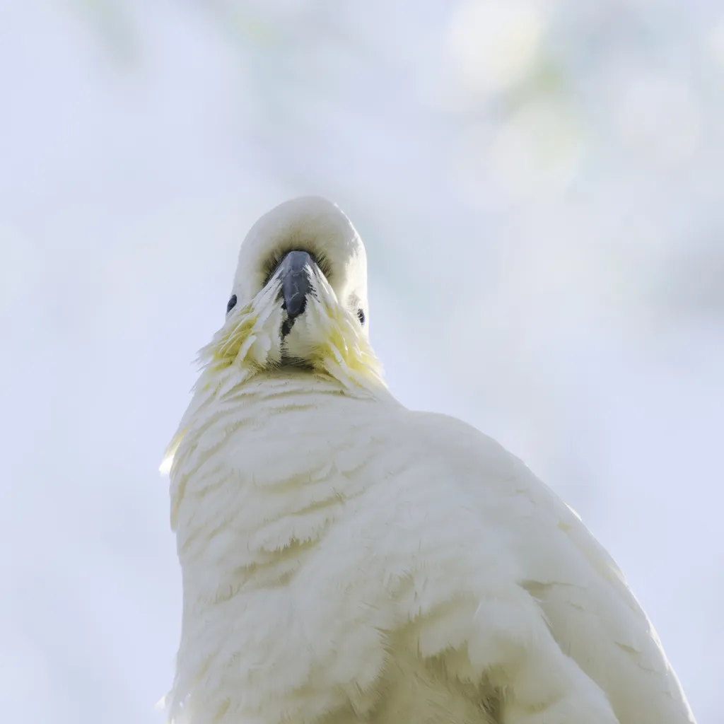葵花鹦鹉（Cacatua galerita）