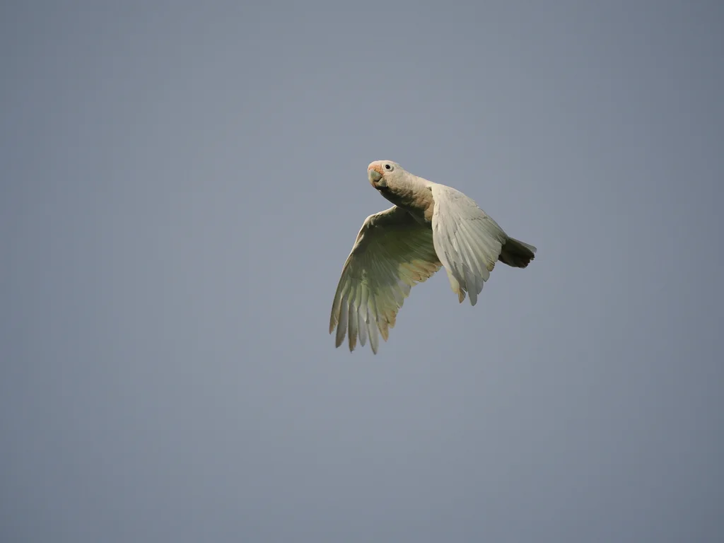 戈氏凤头鹦鹉(Cacatua goffiniana)