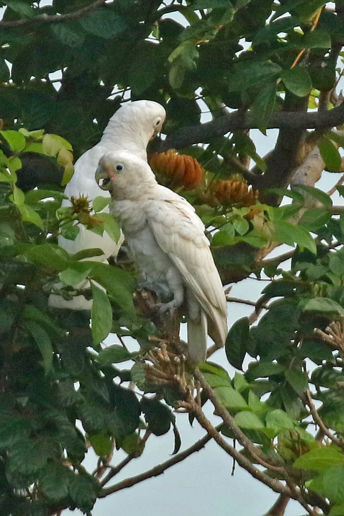 戈氏凤头鹦鹉(Cacatua goffiniana)