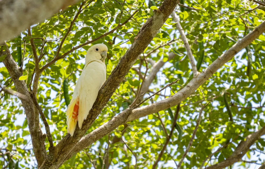 菲律宾凤头鹦鹉（Cacatua haematuropygia）