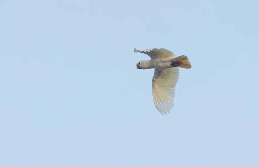 菲律宾凤头鹦鹉（Cacatua haematuropygia）