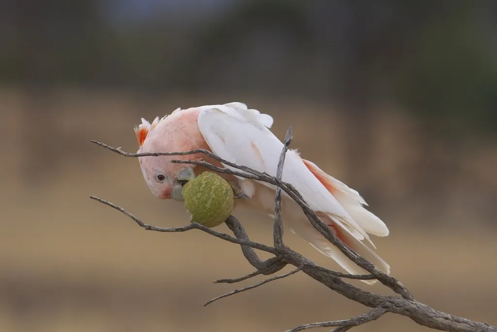 彩冠凤头鹦鹉(Cacatua leadbeateri)