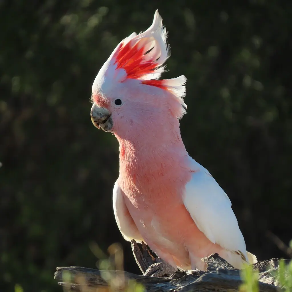 彩冠凤头鹦鹉(Cacatua leadbeateri)