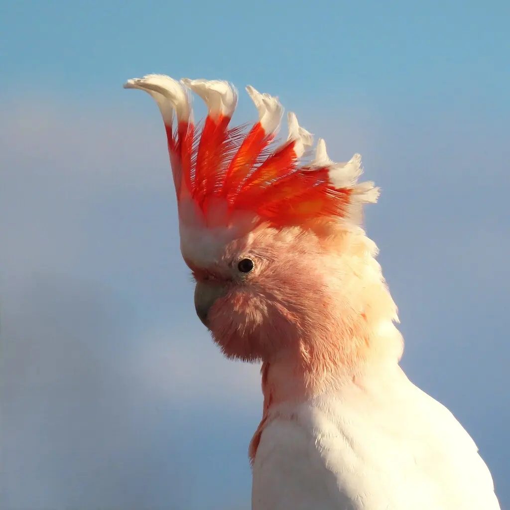 彩冠凤头鹦鹉(Cacatua leadbeateri)