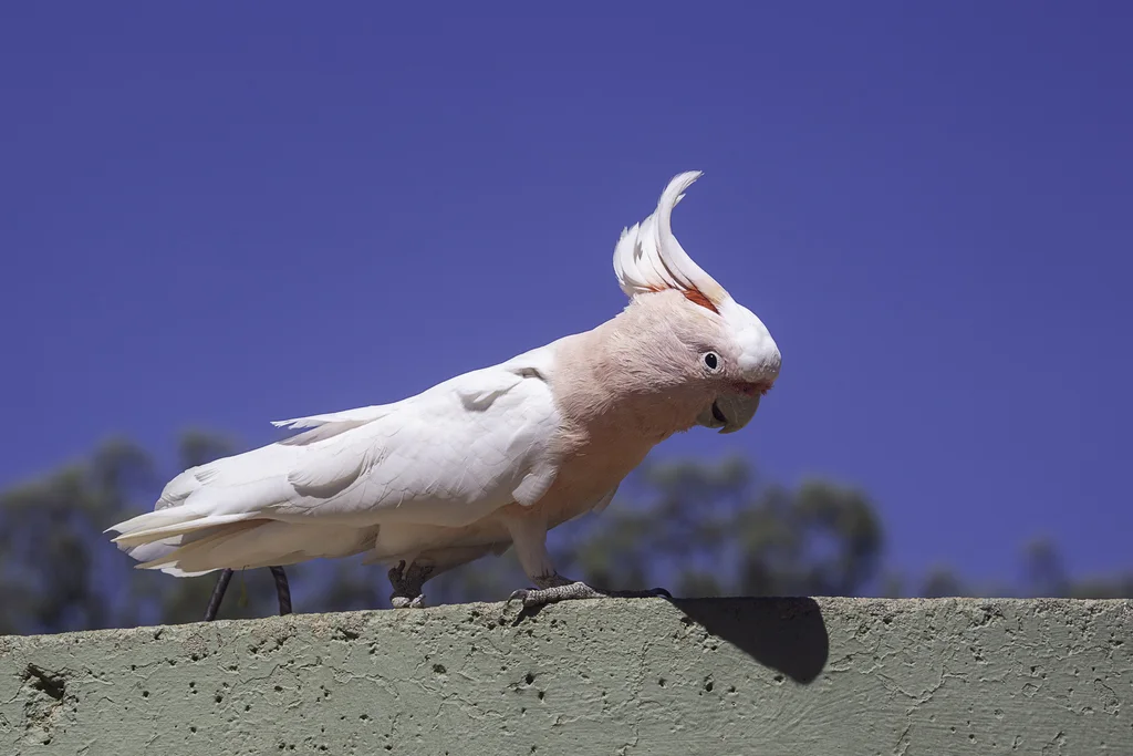 彩冠凤头鹦鹉(Cacatua leadbeateri)