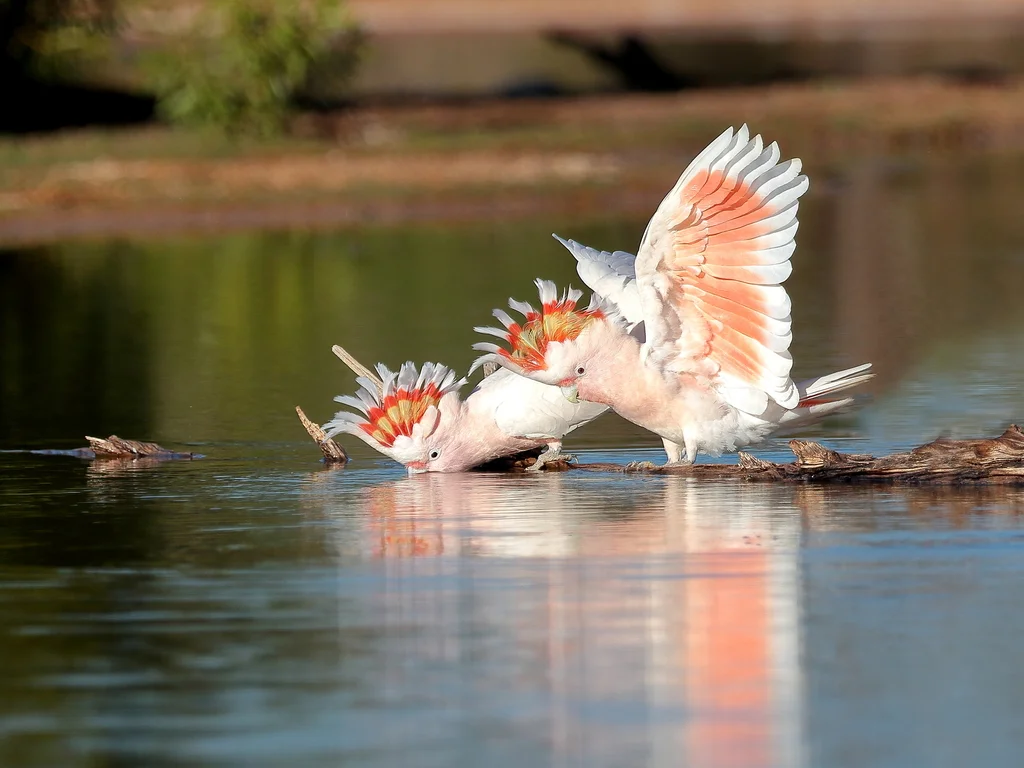彩冠凤头鹦鹉(Cacatua leadbeateri)