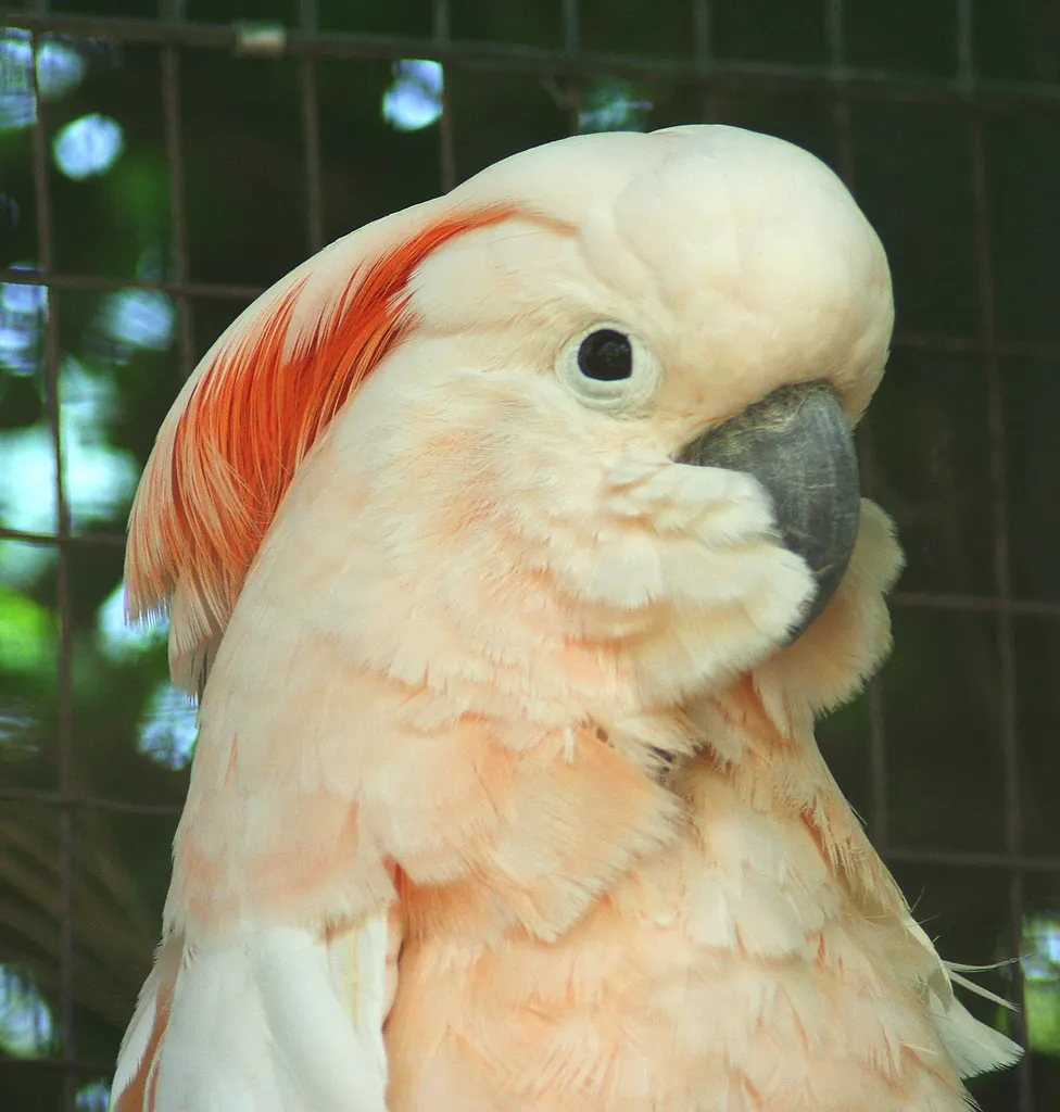 橙冠凤头鹦鹉(Cacatua moluccensis)