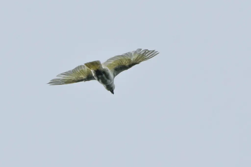 蓝眼凤头鹦鹉（Cacatua ophthalmica）