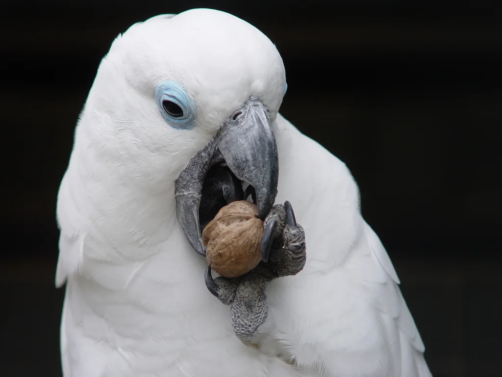 蓝眼凤头鹦鹉（Cacatua ophthalmica）
