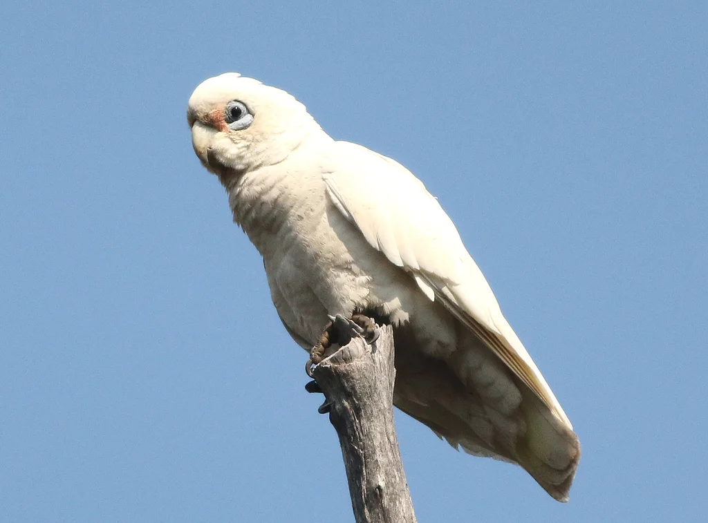 西长嘴凤头鹦鹉(Cacatua pastinator)