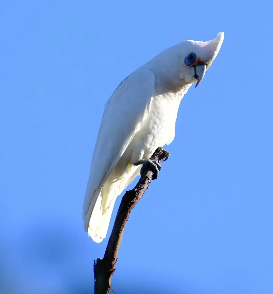 西长嘴凤头鹦鹉(Cacatua pastinator)