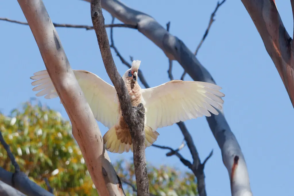 西长嘴凤头鹦鹉(Cacatua pastinator)
