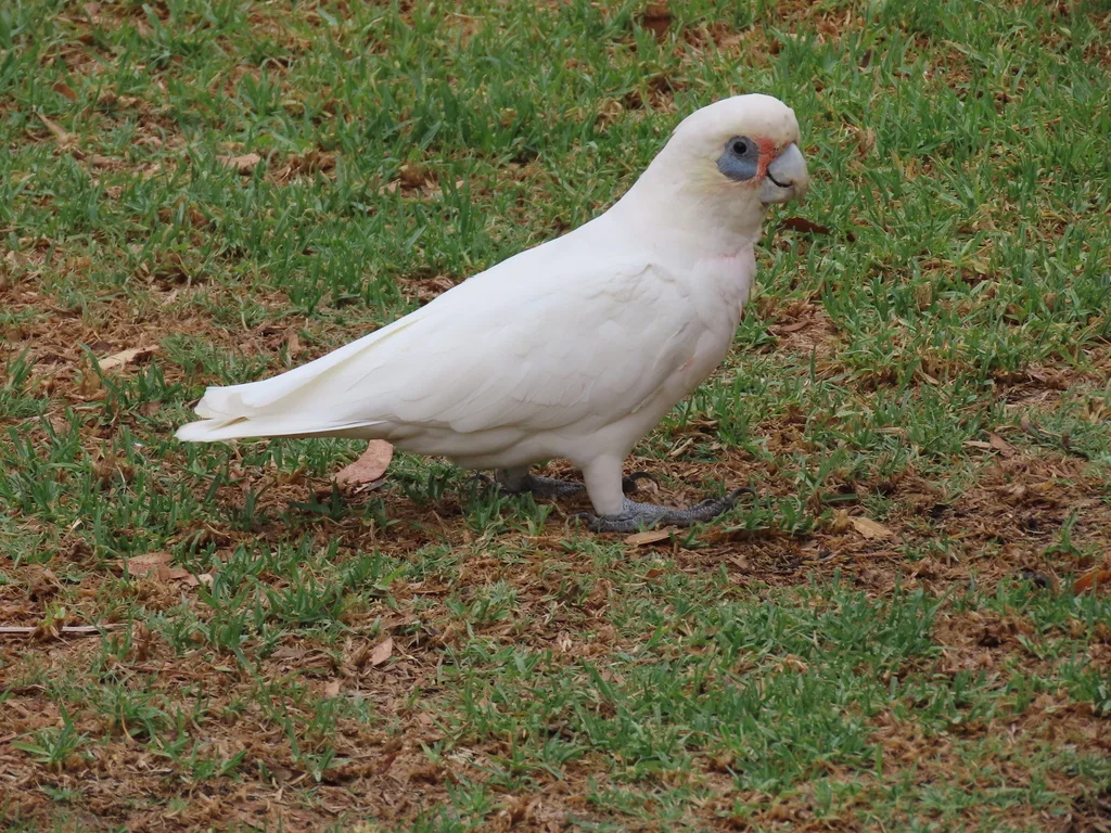 西长嘴凤头鹦鹉(Cacatua pastinator)