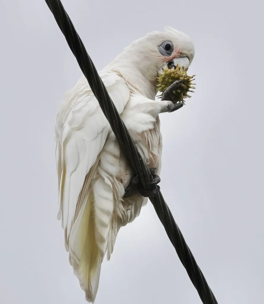 小凤头鹦鹉（Cacatua sanguinea）