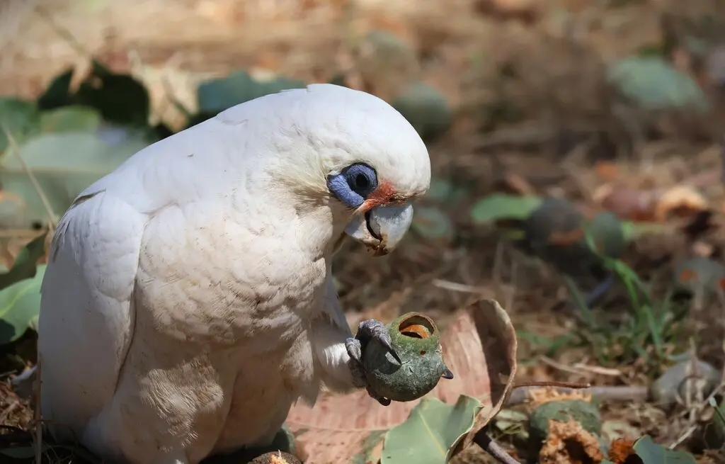 小凤头鹦鹉（Cacatua sanguinea）