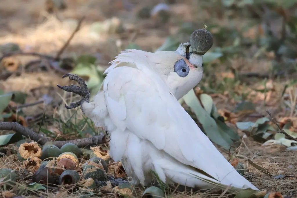 小凤头鹦鹉（Cacatua sanguinea）