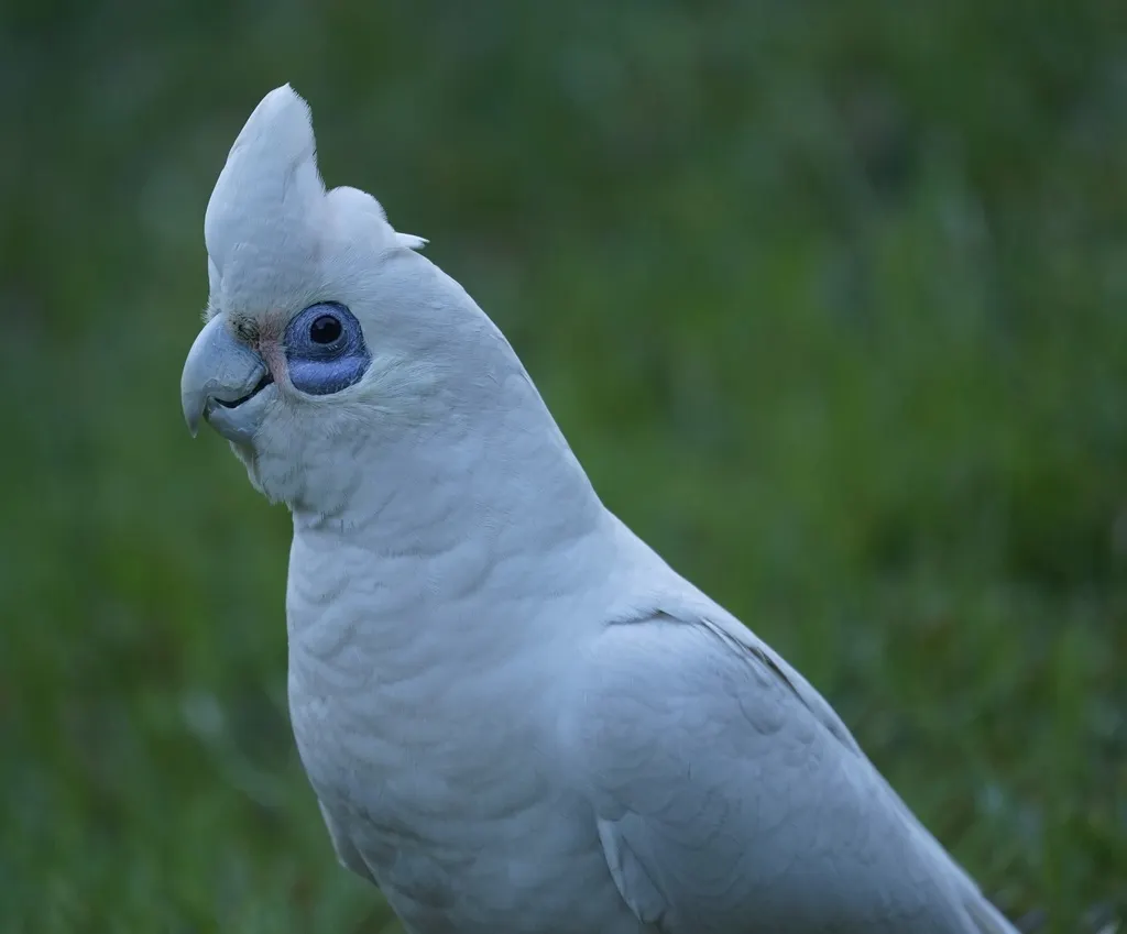 小凤头鹦鹉（Cacatua sanguinea）