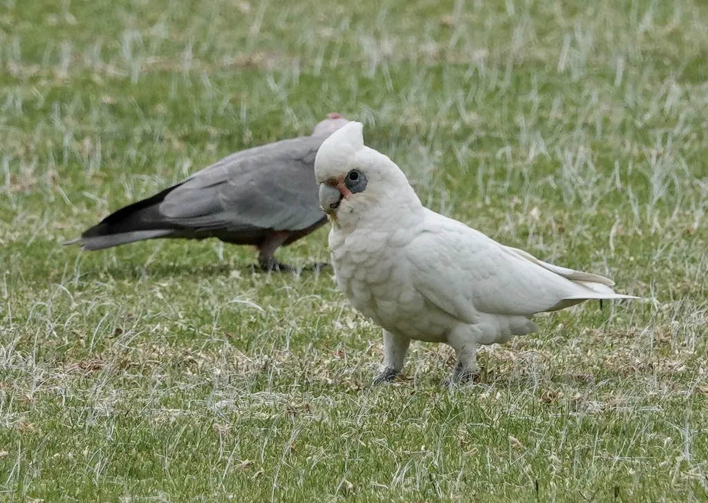 小凤头鹦鹉（Cacatua sanguinea）